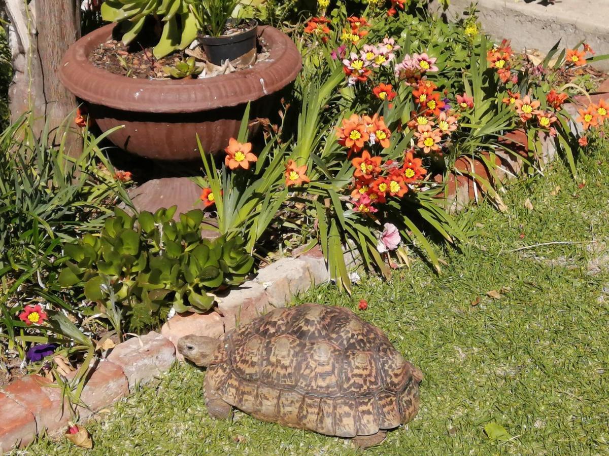 Bed and Breakfast Squirrels Corner Montagu Exterior foto