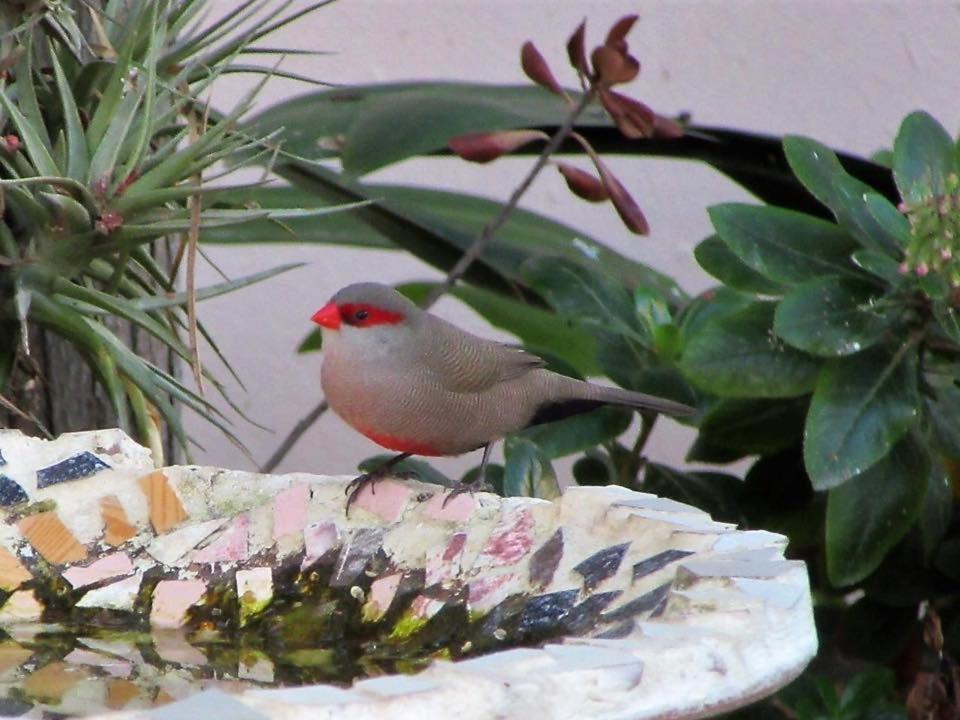 Bed and Breakfast Squirrels Corner Montagu Exterior foto