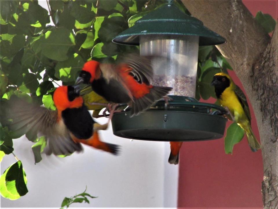 Bed and Breakfast Squirrels Corner Montagu Exterior foto